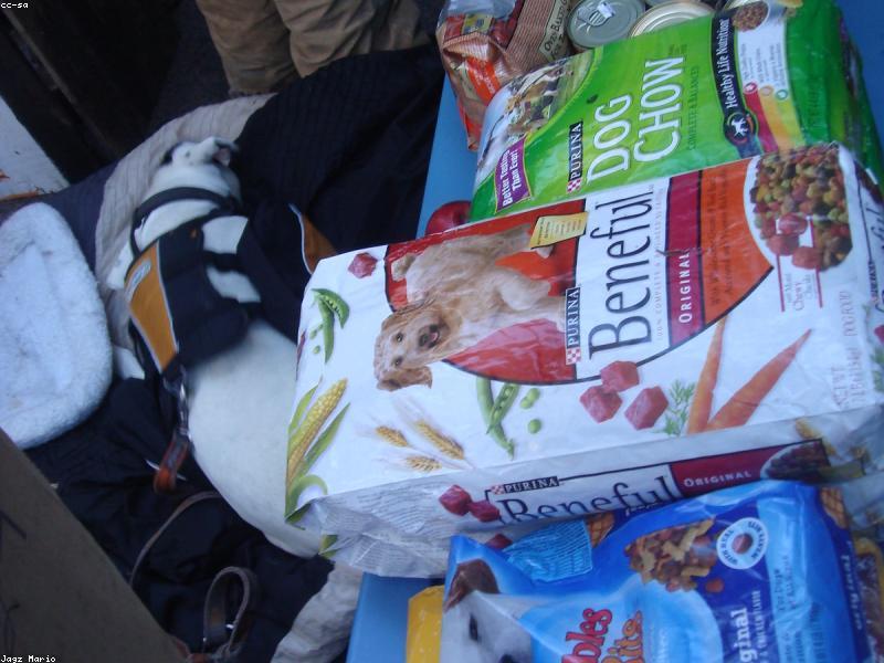 Alimentation animale en Tunisie : bien choisir croquettes et compléments