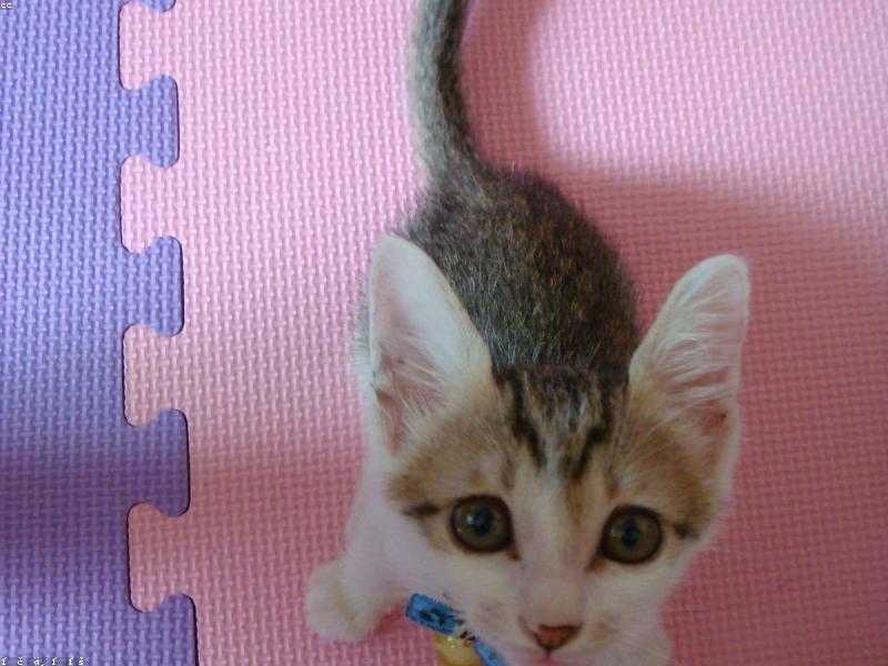 Articles pour chats en Tunisie : arbre à chat, litière et alimentation