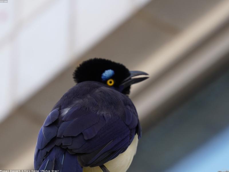 Articles pour oiseaux et poissons en Tunisie : cage et aquarium