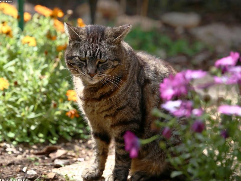 Animalerie en Tunisie : bien choisir pour son animal