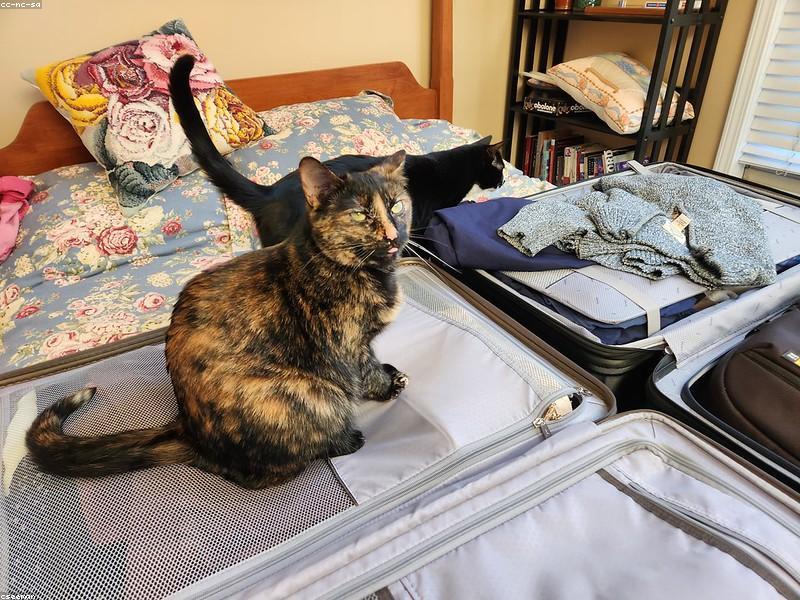 Bagages en Tunisie : bien choisir sa valise ou son sac de voyage